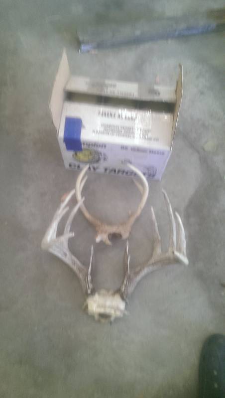 lot 244 image: 2-Racks Of Antlers, Box Of Clay Targets