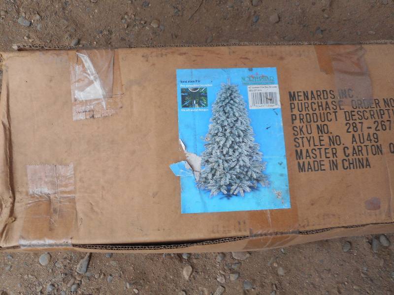 AUSTRALIAN PINE TREE