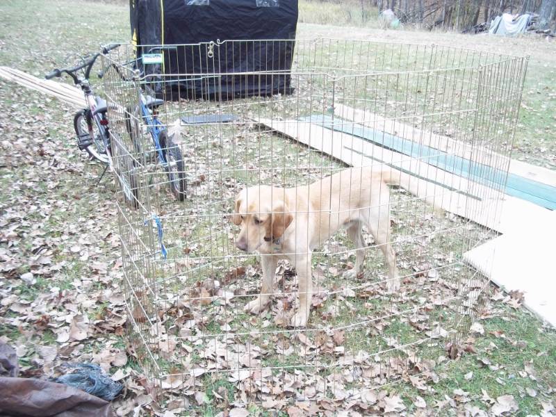 Portable Dog Fence  (Does not include dog)