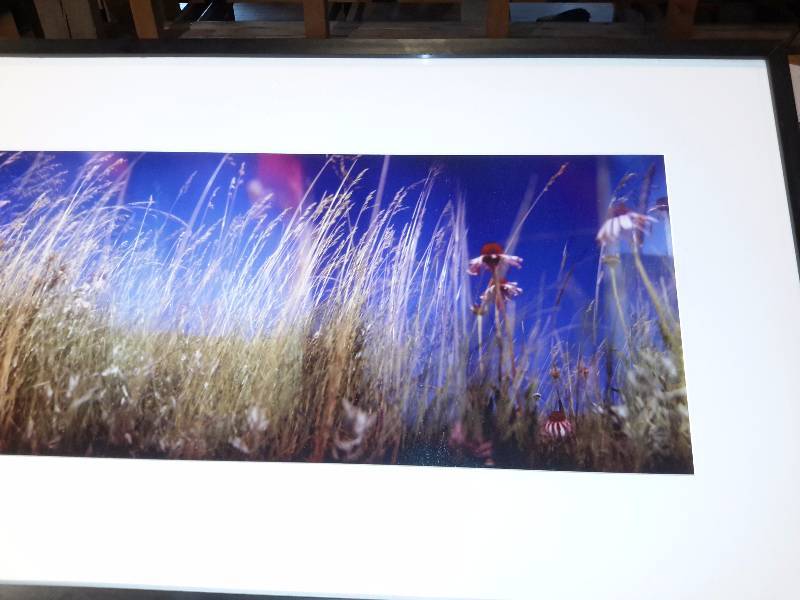 Double exposure photograph.. CONEFLOWERS