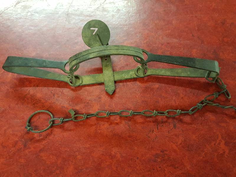 lot 191 image: Coyote  Beaver Victor Trap #4