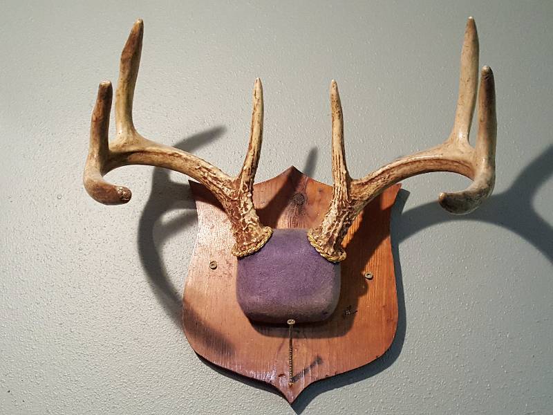 lot 195 image: 8 Point Buck Deer Antler Mount