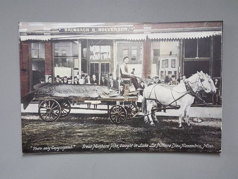 lot 204 image: Great Northern Pike Old Time Blown-Up Print