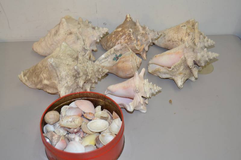 lot 150 image: Shells