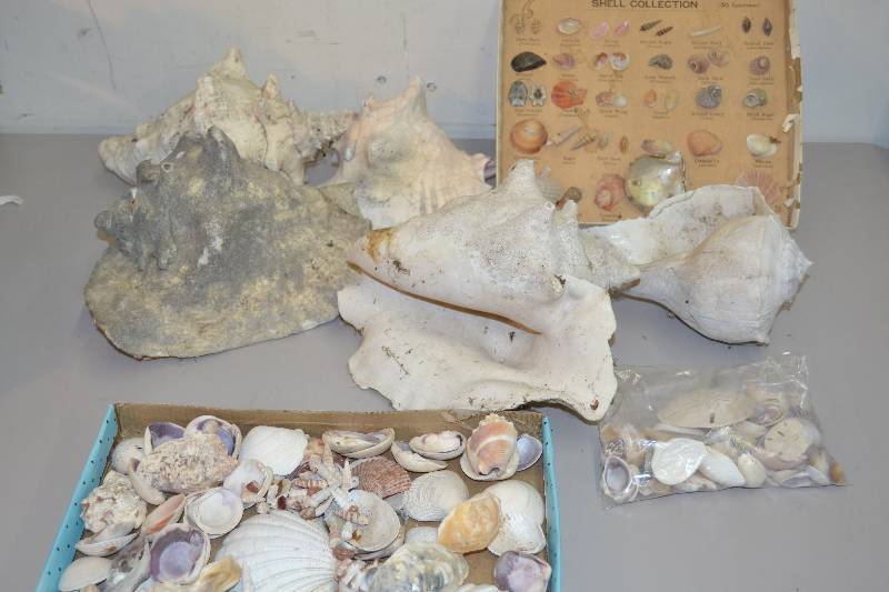 lot 151 image: Shells