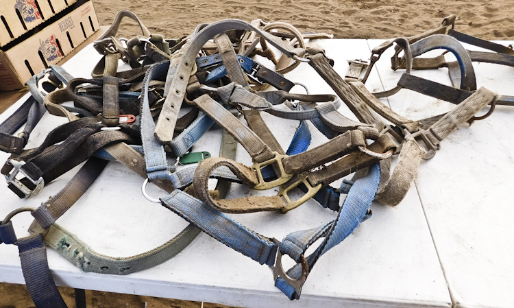 Assorted Nylon Halters