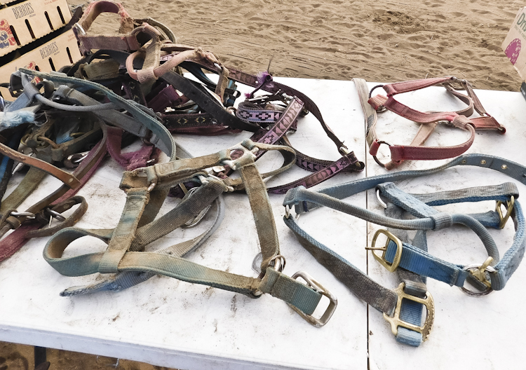 Assorted Nylon Halters
