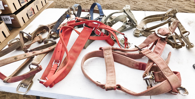 Assorted Nylon Halters