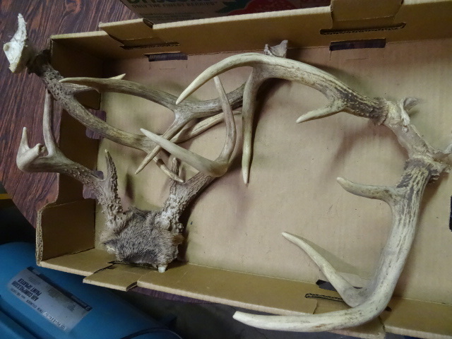lot 289 image: Misc Deer Antlers