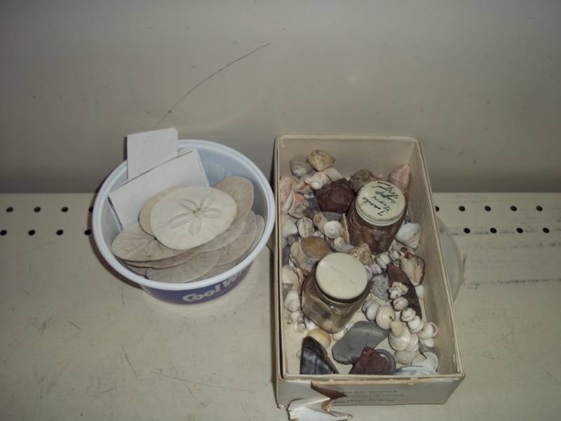 Sea Shells