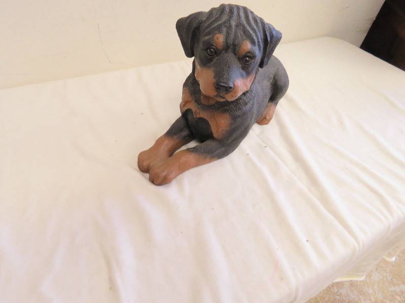 Rottweiler Puppy