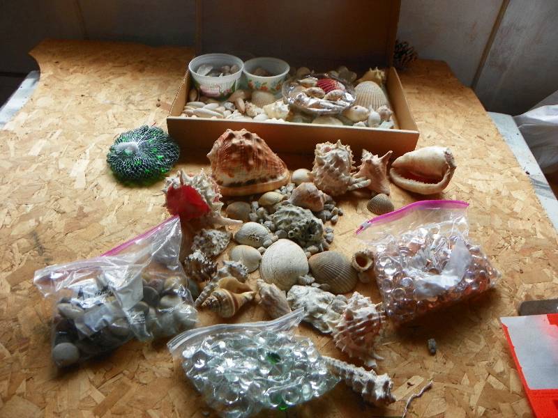 Sea Shells