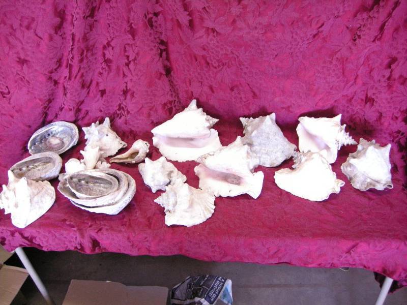 lot 38 image: Collection of Old Sea Shells
