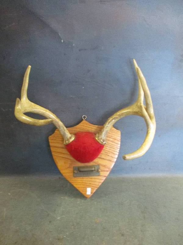 lot 61 image: Mounted Antlers