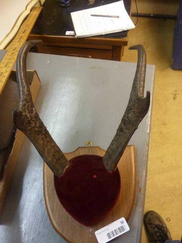Pronghorn Taxidermy Antlers