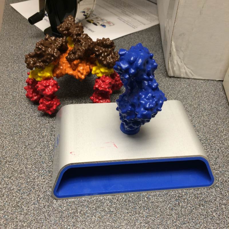 lot 88 image: Merz Neuro sciences Scientific Display Model