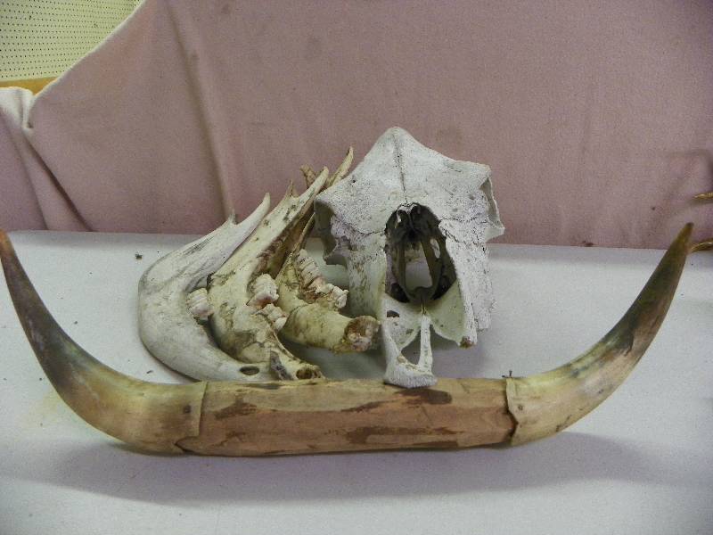 Bleached Animal Bones