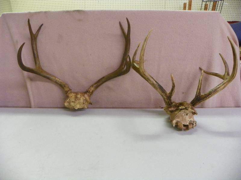Antlers