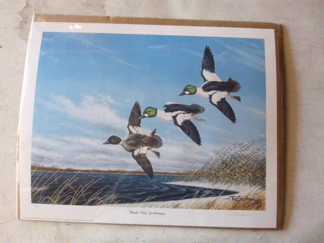 lot 47 image: Black Dog Goldeneyes Print by Richard Schiebel