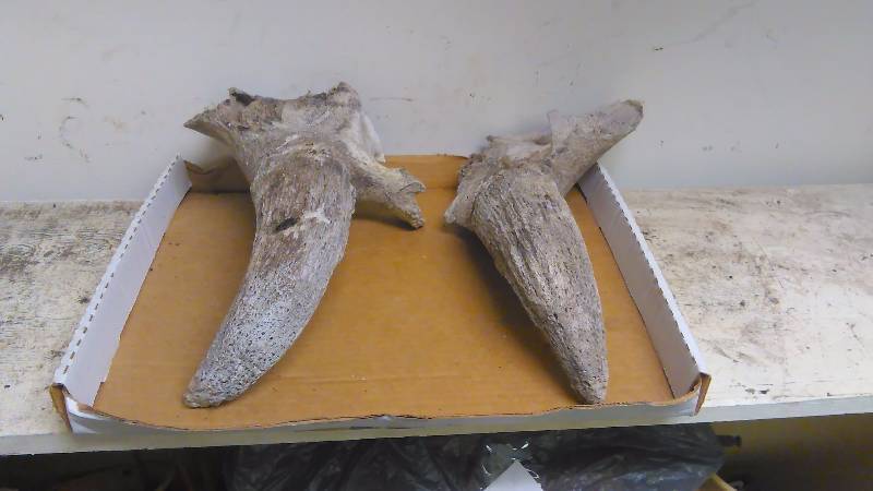lot 229 image: Go Bison  Horns