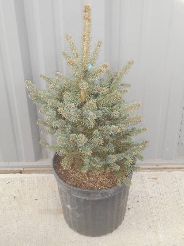 (1) Potted Colorado Blue Spruce Tree