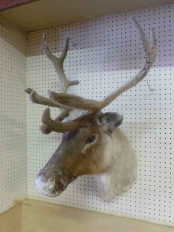 Caribou Mount