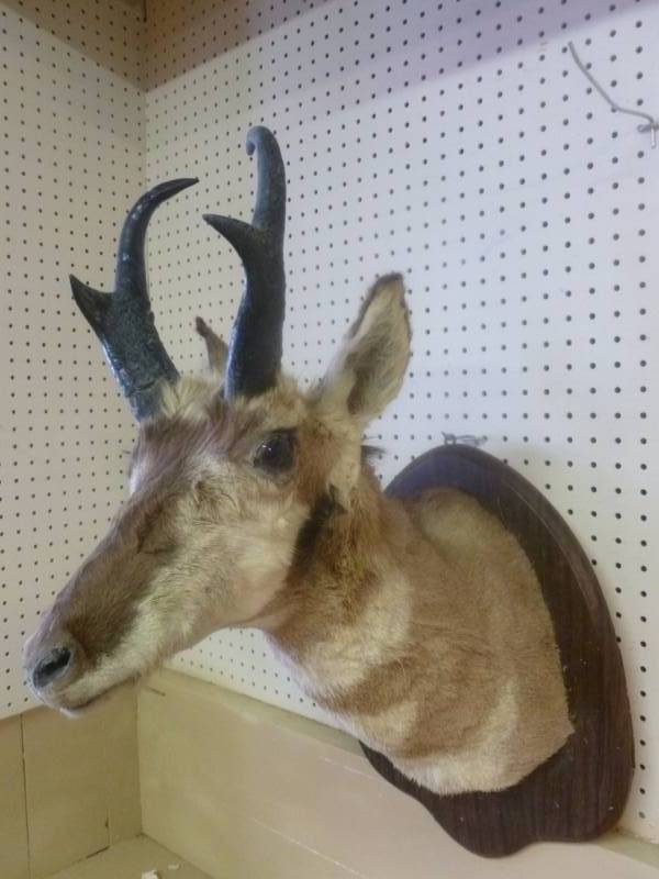 Pronghorn Deer Mount