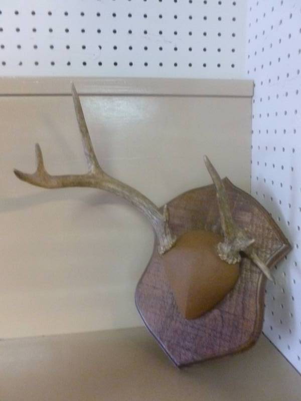 Deer Antler