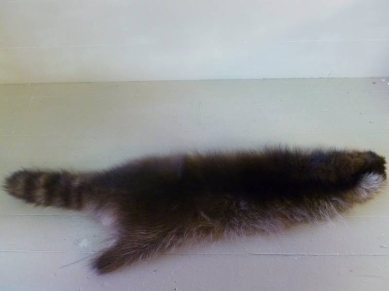 Raccoon Hide
