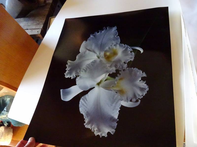 lot 154 image: Huge PicturesPhotos