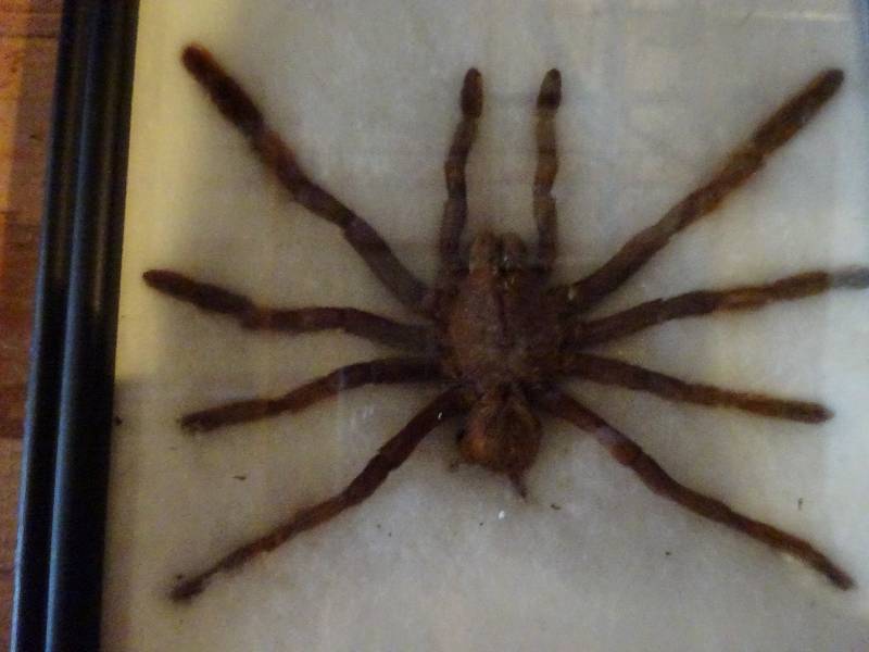 lot 412 image: SpiderScorpion