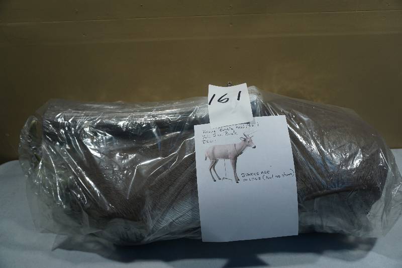 lot 161 image: Primos Full Size White Tail Buck Bobble Head and Tail Deer Decoy