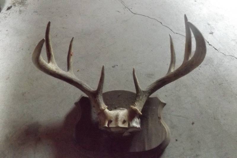 lot 199 image: Set of antlers
