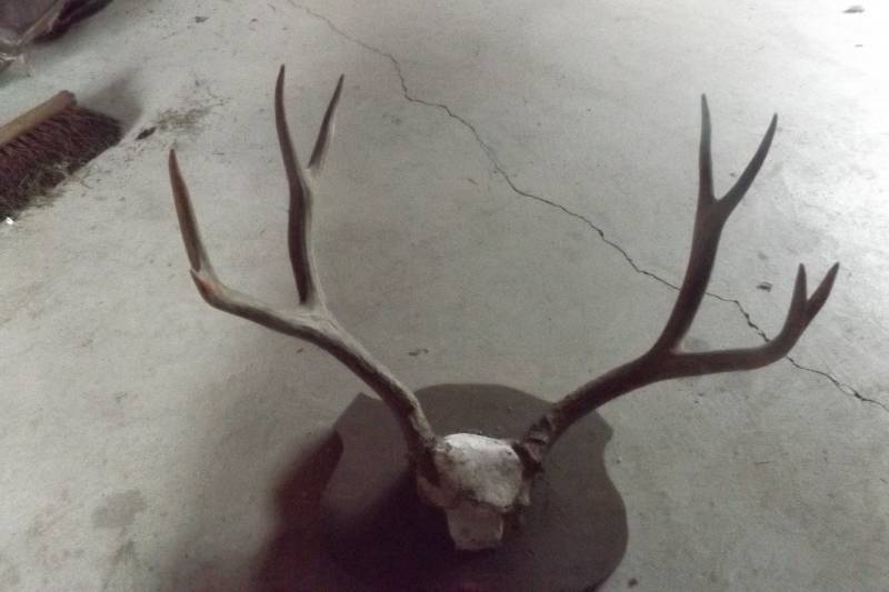 lot 200 image: Set of antlers
