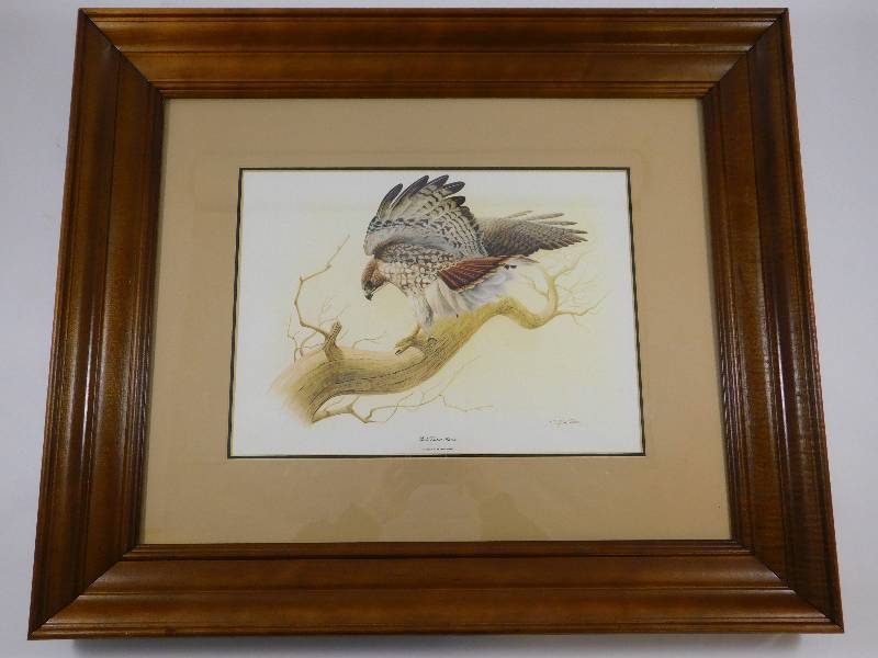 lot 17 image: Red-Tailed Hawk Framed Print by Buteo Jamaicensis