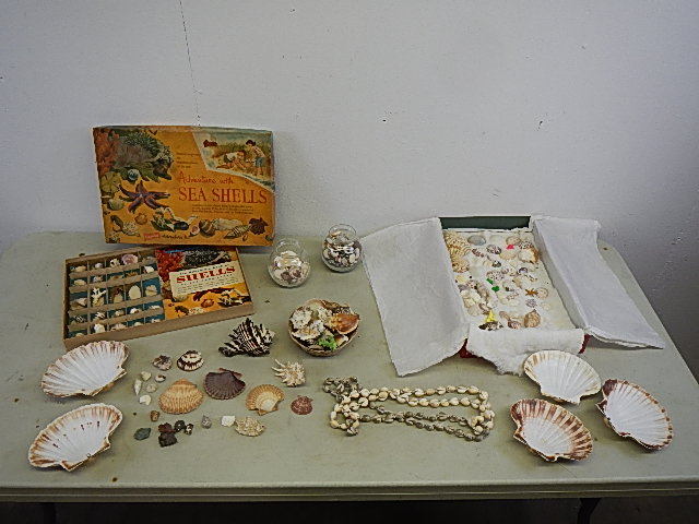 lot 67 image: Large Lot of Real Seashells