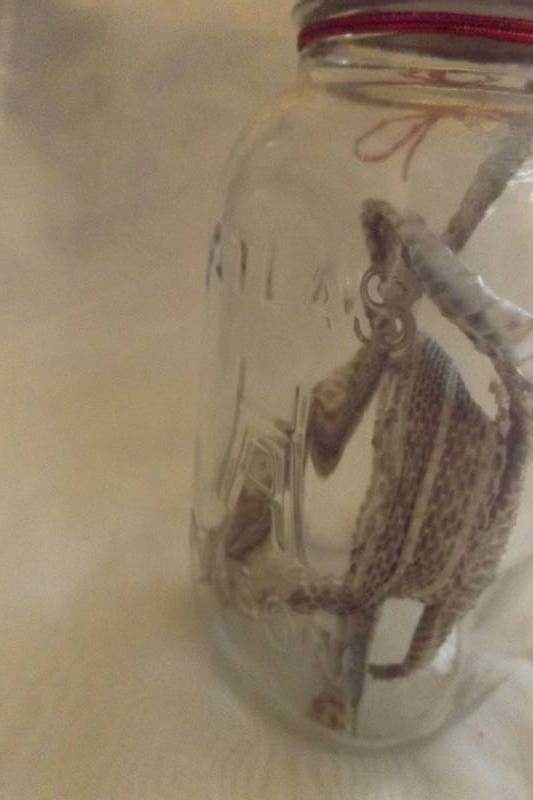 Snakeskin in a Jar