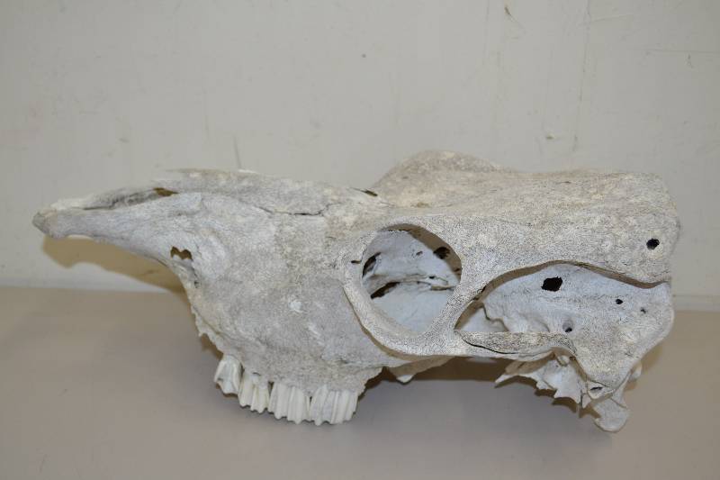 Skull