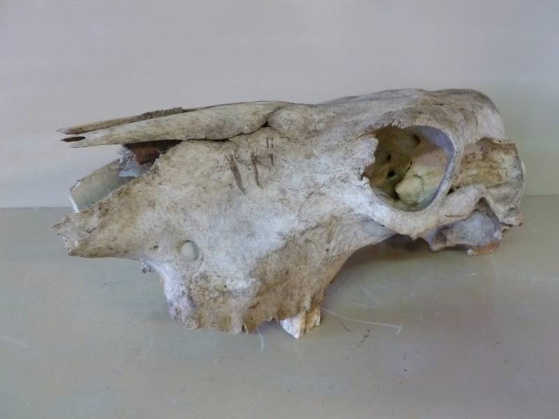 lot 61 image: Cow Skull