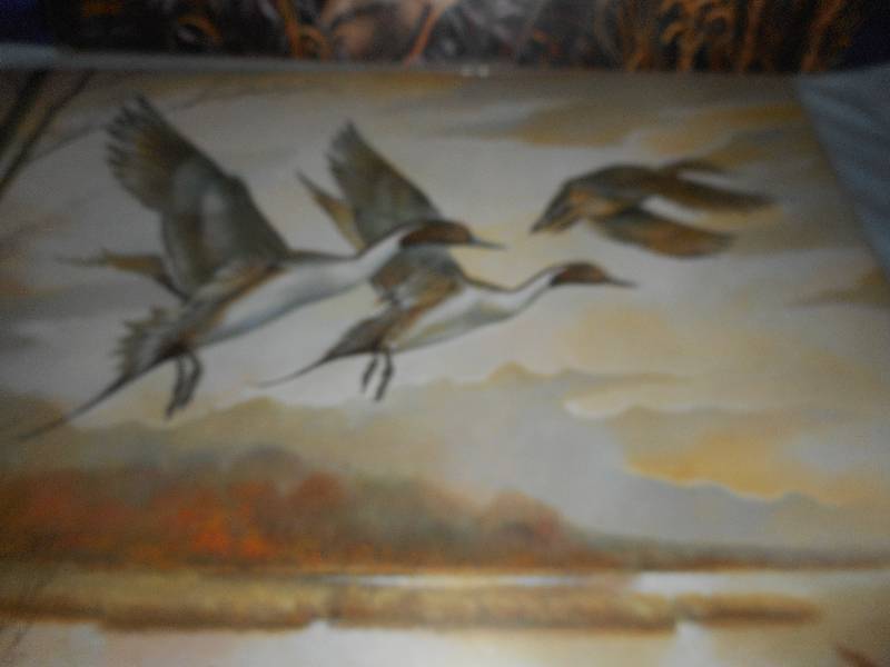 DEER AND DUCK PICTURES