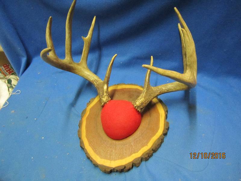 lot 52 image: Antler mount...