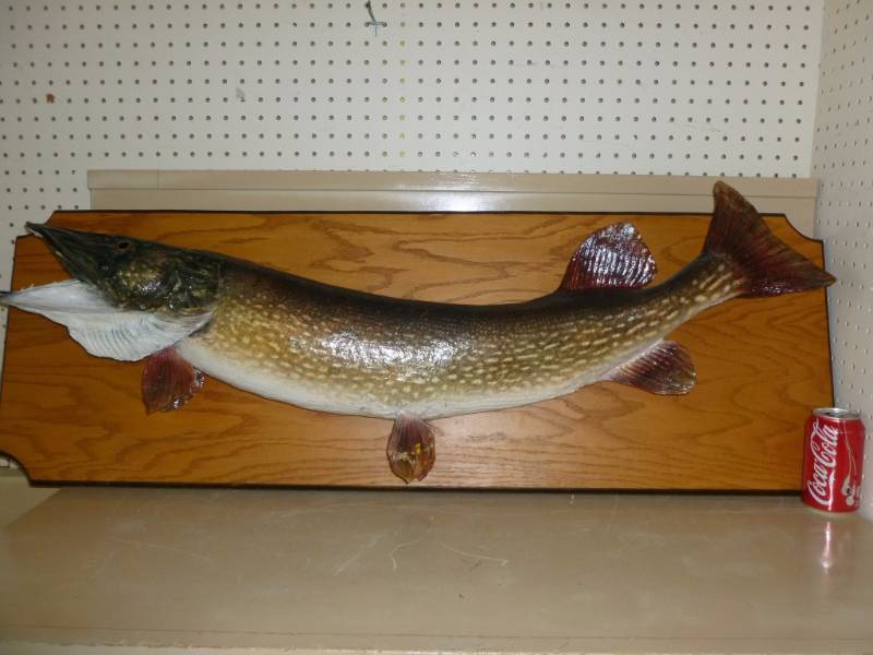 Northern Pike Wall Mount