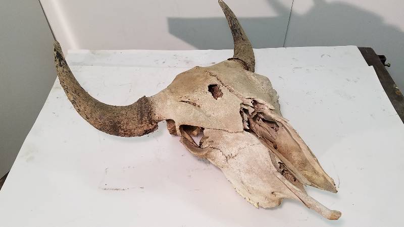 lot 100 image: Bull Skull