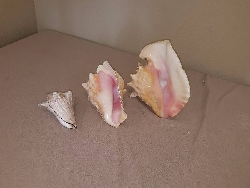 Conch Shells