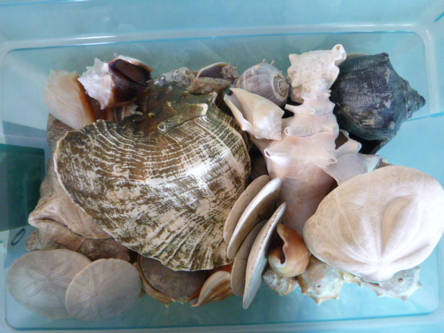 lot 192 image: Tote of Seashells