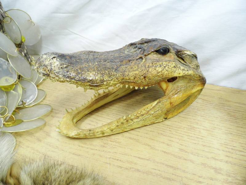 Aligator Skull - Lights - Roly Kit