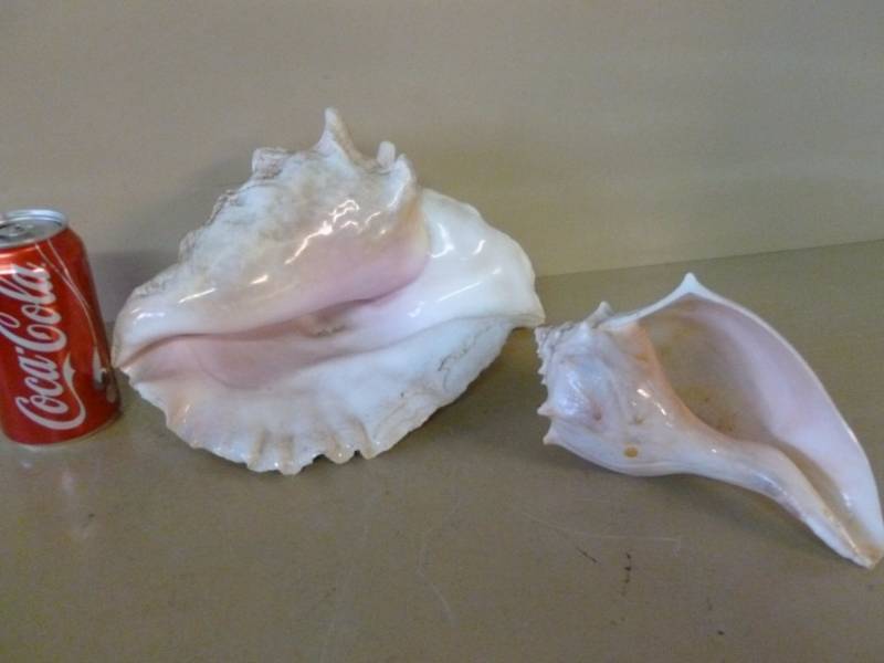 lot 42 image: Seashells
