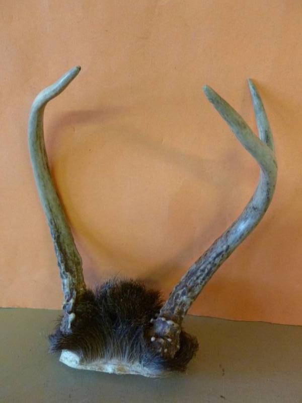 lot 256 image: Deer Antler