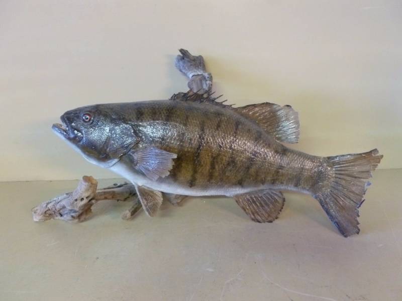 Fish Mount