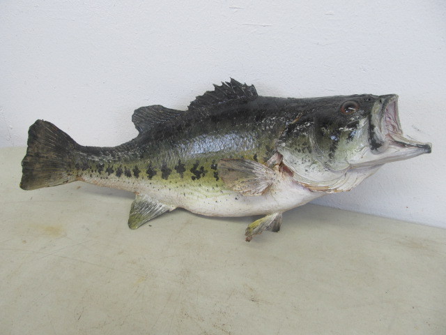 Large 19 Taxidermy Largemouth Bass Mount